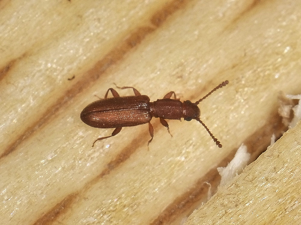 Silvanus bidentatus (Silvanidae)